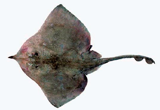 Rostroraja alba_012.jpg